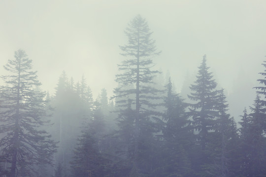 魔法迷雾森林