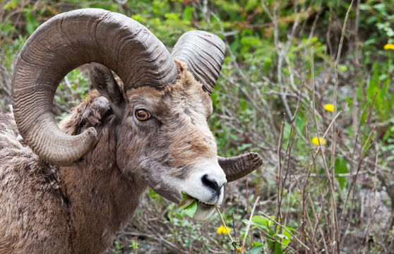 班夫国家公园大角羊