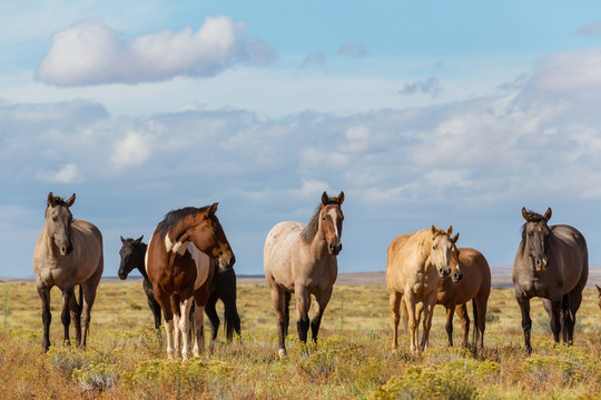 南美智利牧场上的马群