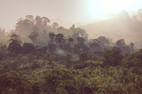 美丽的绿色热带丛林为自然背景