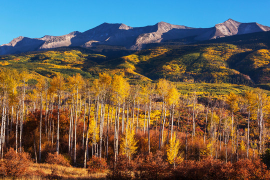 科罗拉多州的黄色秋天