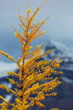 加拿大山区美丽的金色落叶松