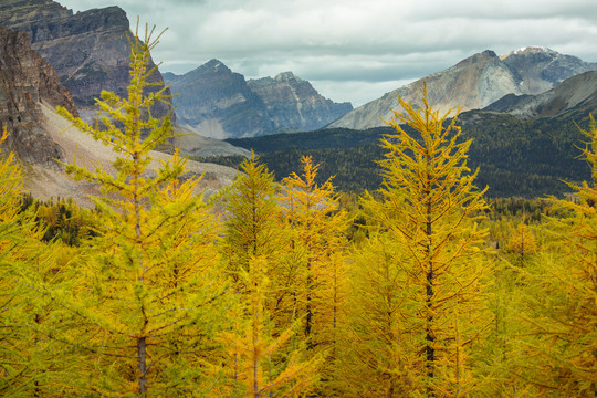 加拿大山区美丽的金色落叶松