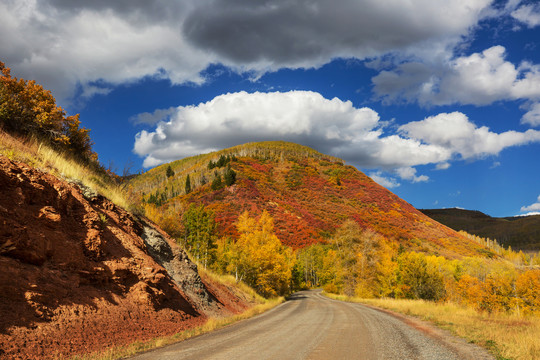科罗拉多州黄色秋天