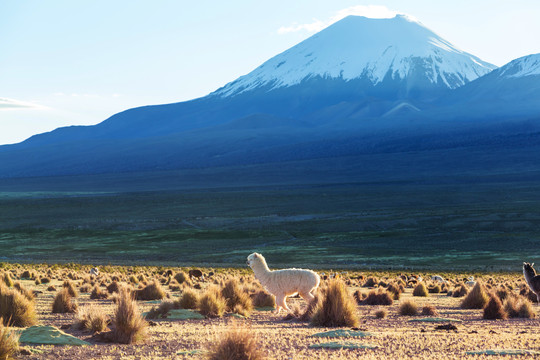 玻利维亚偏远地区的美洲驼