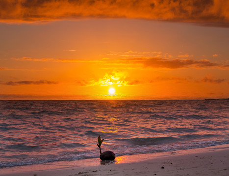 日落热带海滩椰子芽
