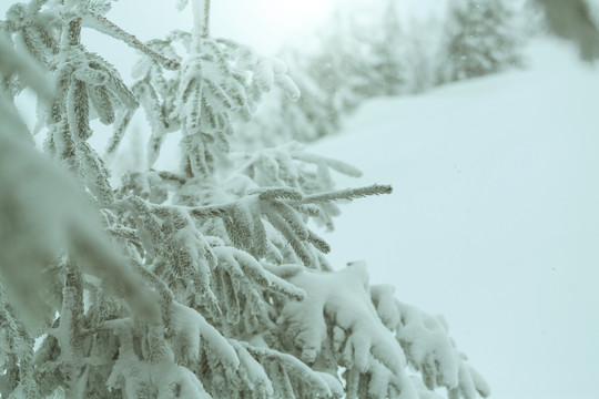 冬季森林里被雪覆盖的树