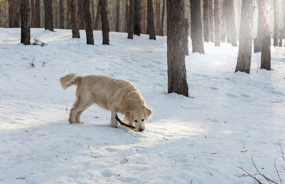 冬林猎犬