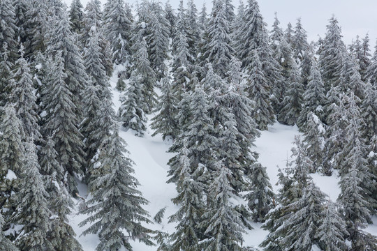 风景如画的雪山覆盖着森林