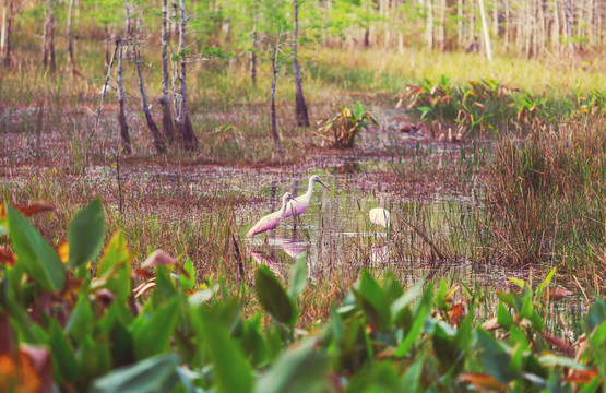 大沼泽地国家公园的玫瑰琵鹭