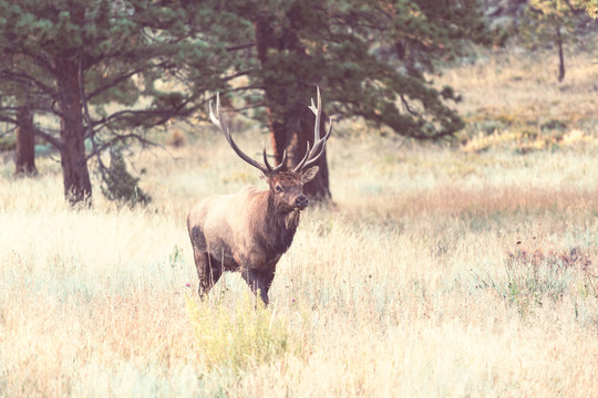 美国科罗拉多州秋林中的山公麋鹿