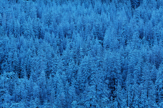 雪覆盖着森林