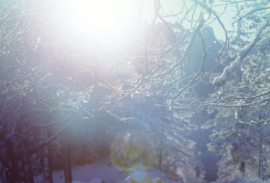 冬季森林里被雪覆盖的树