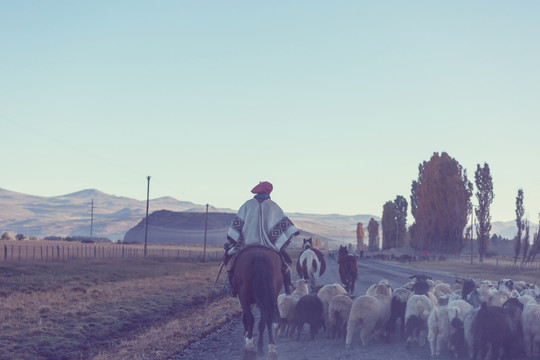 阿根廷巴塔哥尼亚山脉的羊群