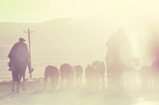 阿根廷巴塔哥尼亚山脉的一群山羊