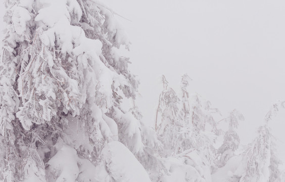 雪覆盖着森林