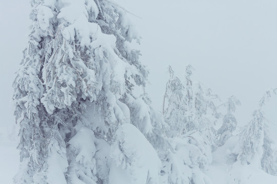 雪覆盖着的森林