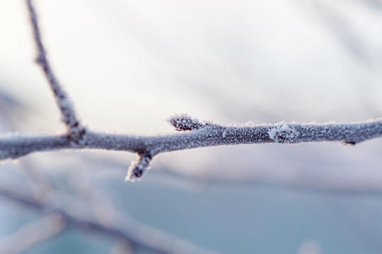 冬天雪景如画的森林