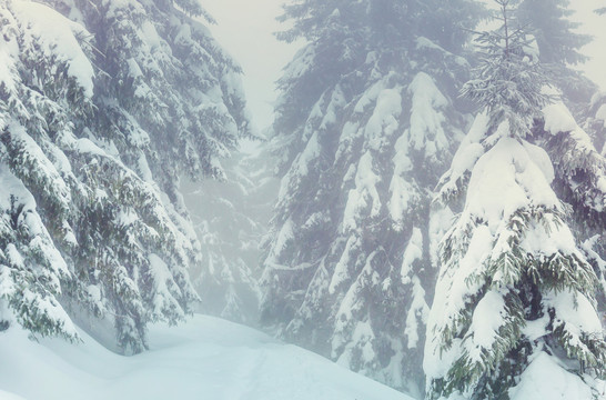 风景如画的雪山覆盖着森林