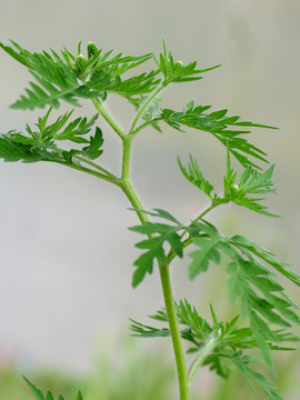 外来入侵物种豚草