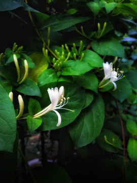 金银花