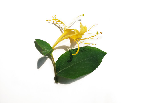 金银花