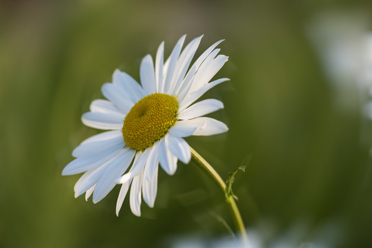 大滨菊