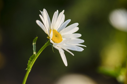 大滨菊