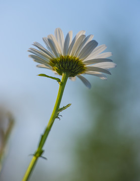 大滨菊