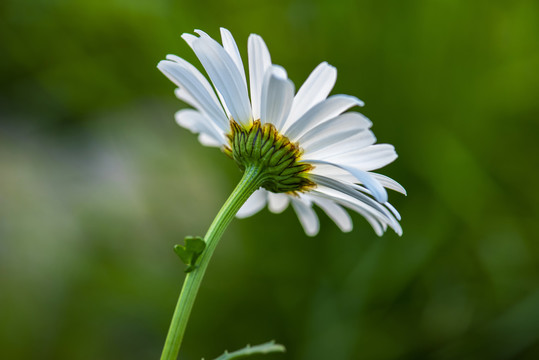 大滨菊
