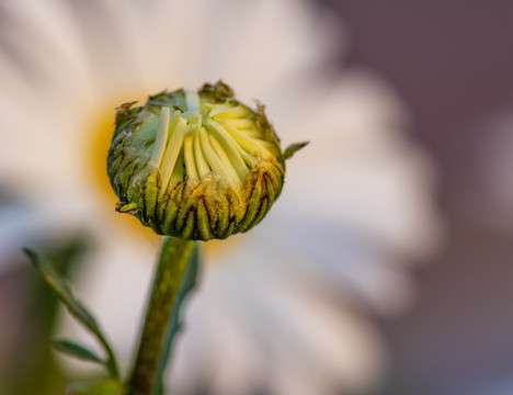 大滨菊