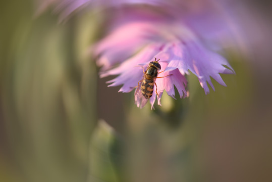 花间蜜蜂