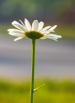 大滨菊