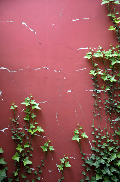 故宫绿植红墙
