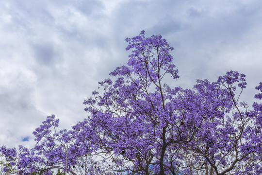 美丽的蓝花楹自然景观