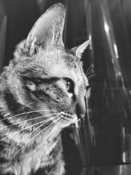 猫特写