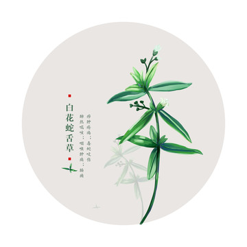 白花蛇舌草