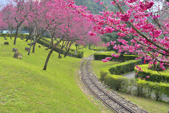 樱花台湾原住民文化村