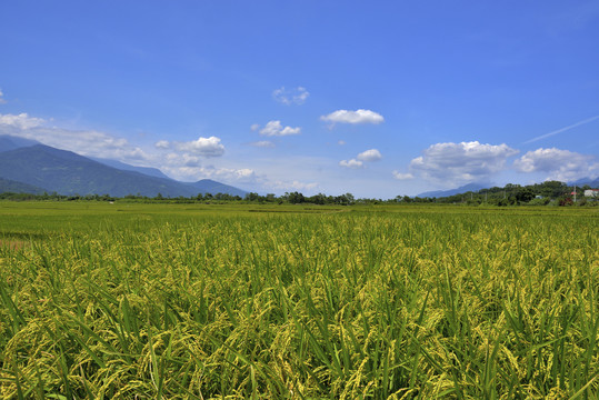 台湾稻田