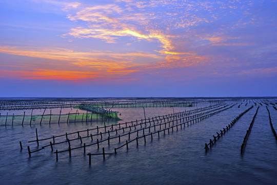 台湾台南市牡蛎养殖场