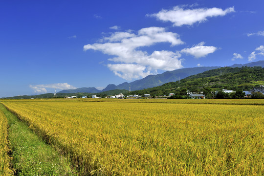 台湾东裂谷国家风景区稻田