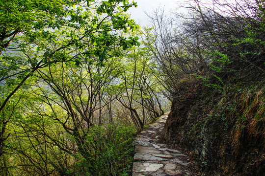 山间小路