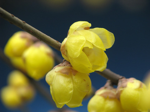 金黄色的蜡梅花朵