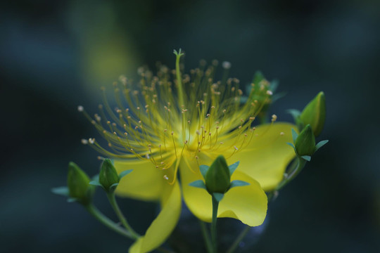 金银花花蕊特写