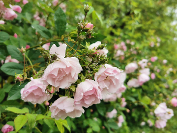 蔷薇花开