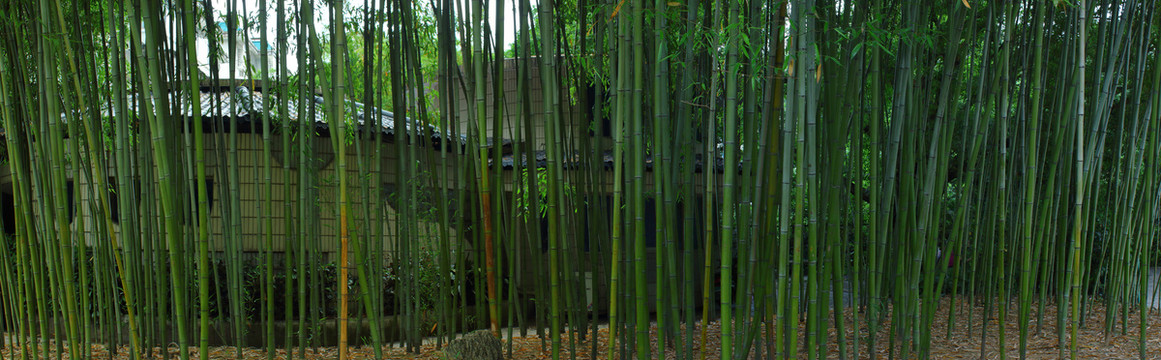 宽幅竹子竹林