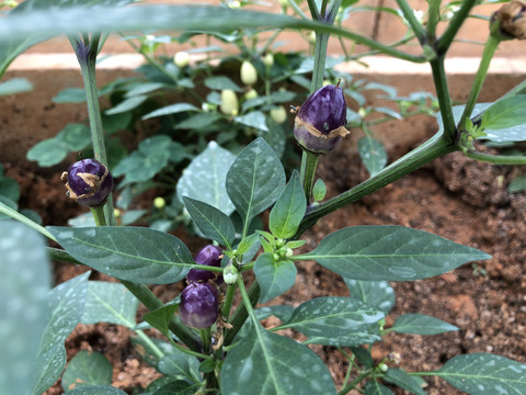 紫色辣椒新品种