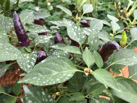 紫色辣椒种植