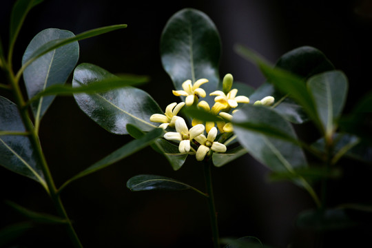 海桐花