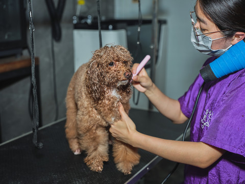 给泰迪犬梳毛